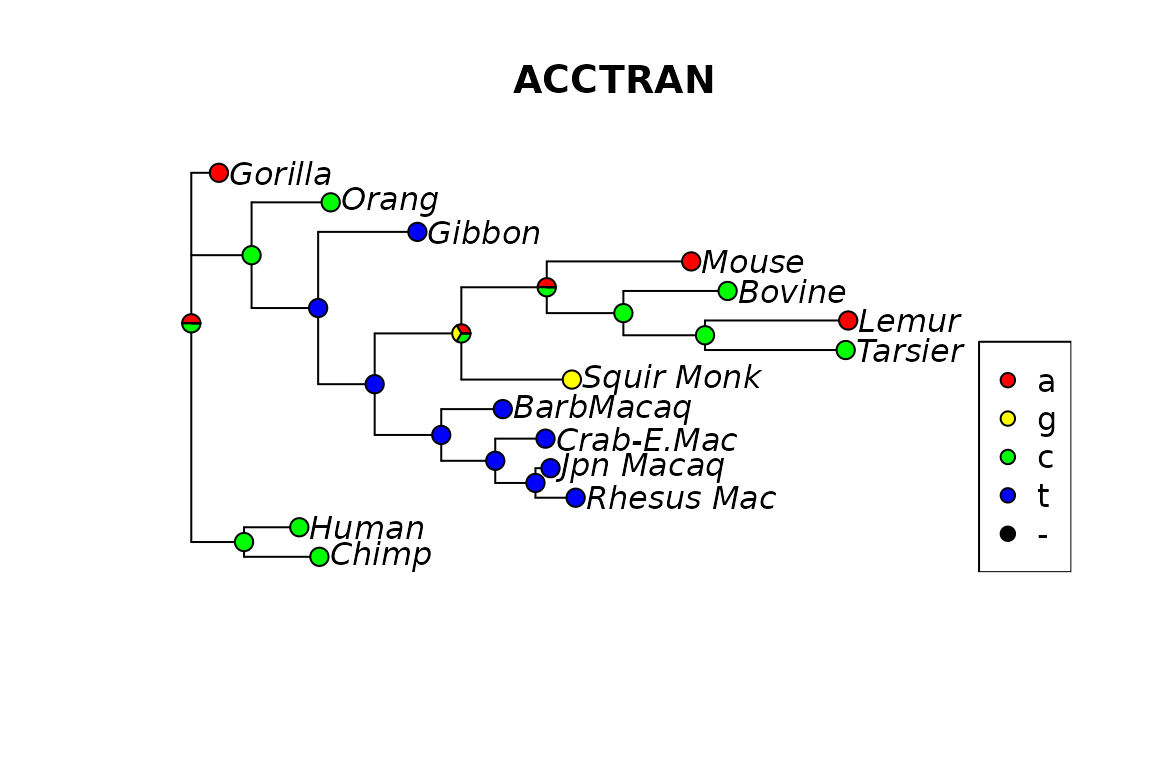 Fig 3. Ancestral reconstruction using ACCTRAN.